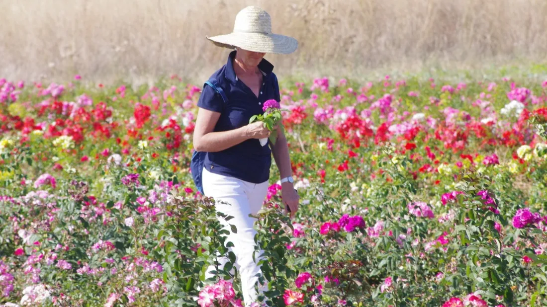 Voyez la vie en rose grâce aux Pépinières DIMA !